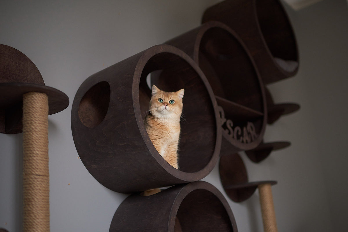 Round Cat Wall House, Cats Joys