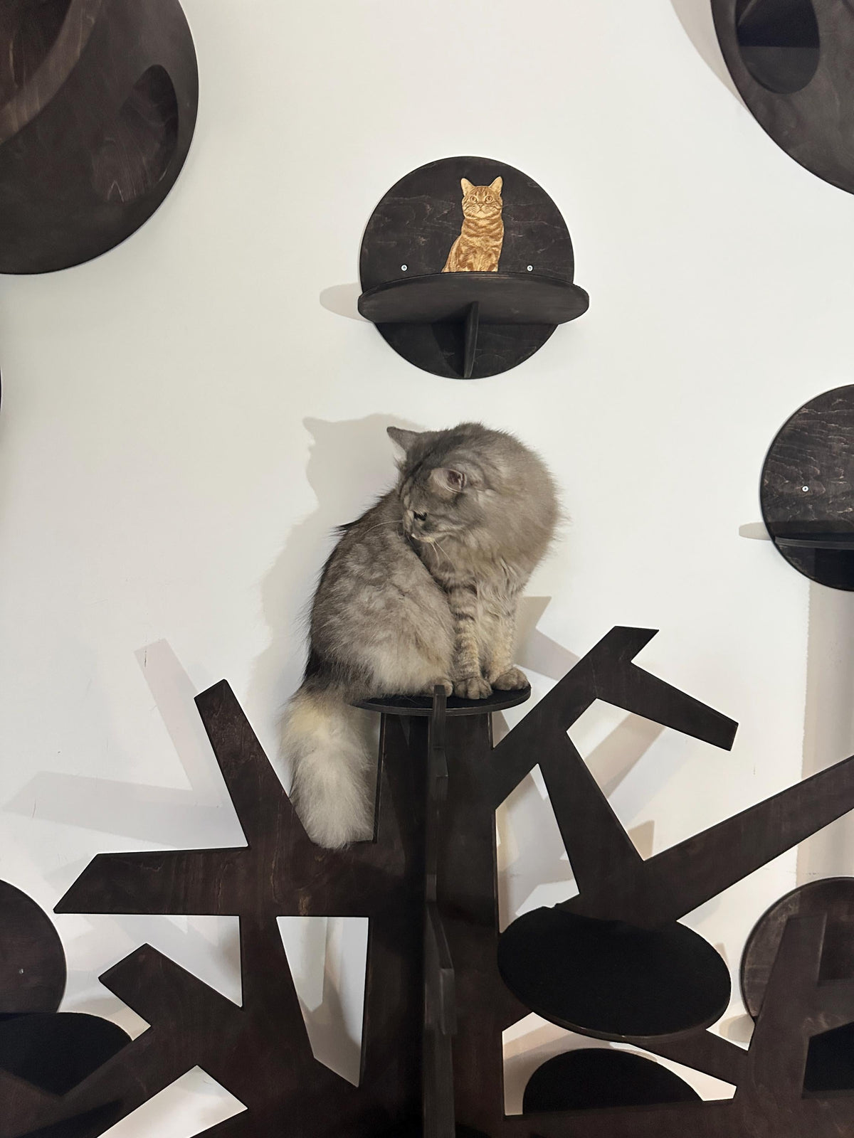 Modern Wooden Cat Tree, Cats Joys