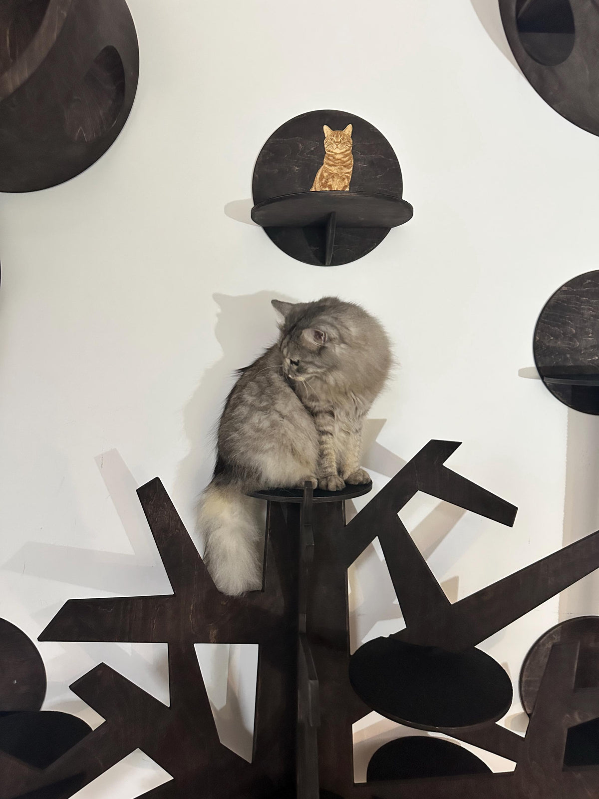 Engraved pet portrait cat shelf, Cats Joys