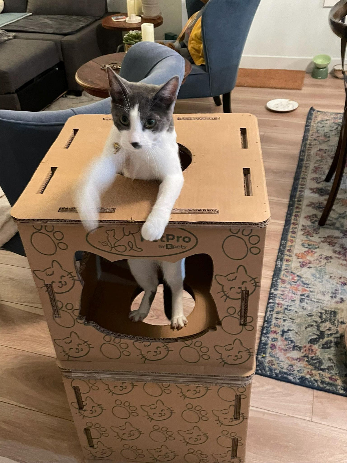 Cardboard Cat House and Scratcher by Designer Pet, view 2