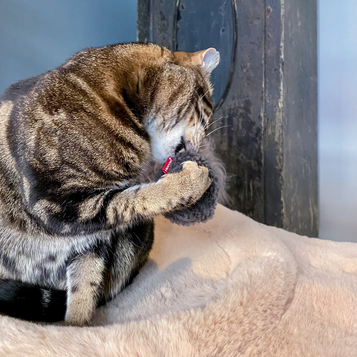 Mini Donuts Cat Toy