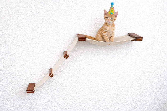 Wall mounted cat hammock with an angled climbing ramp leading up to a canvas bed