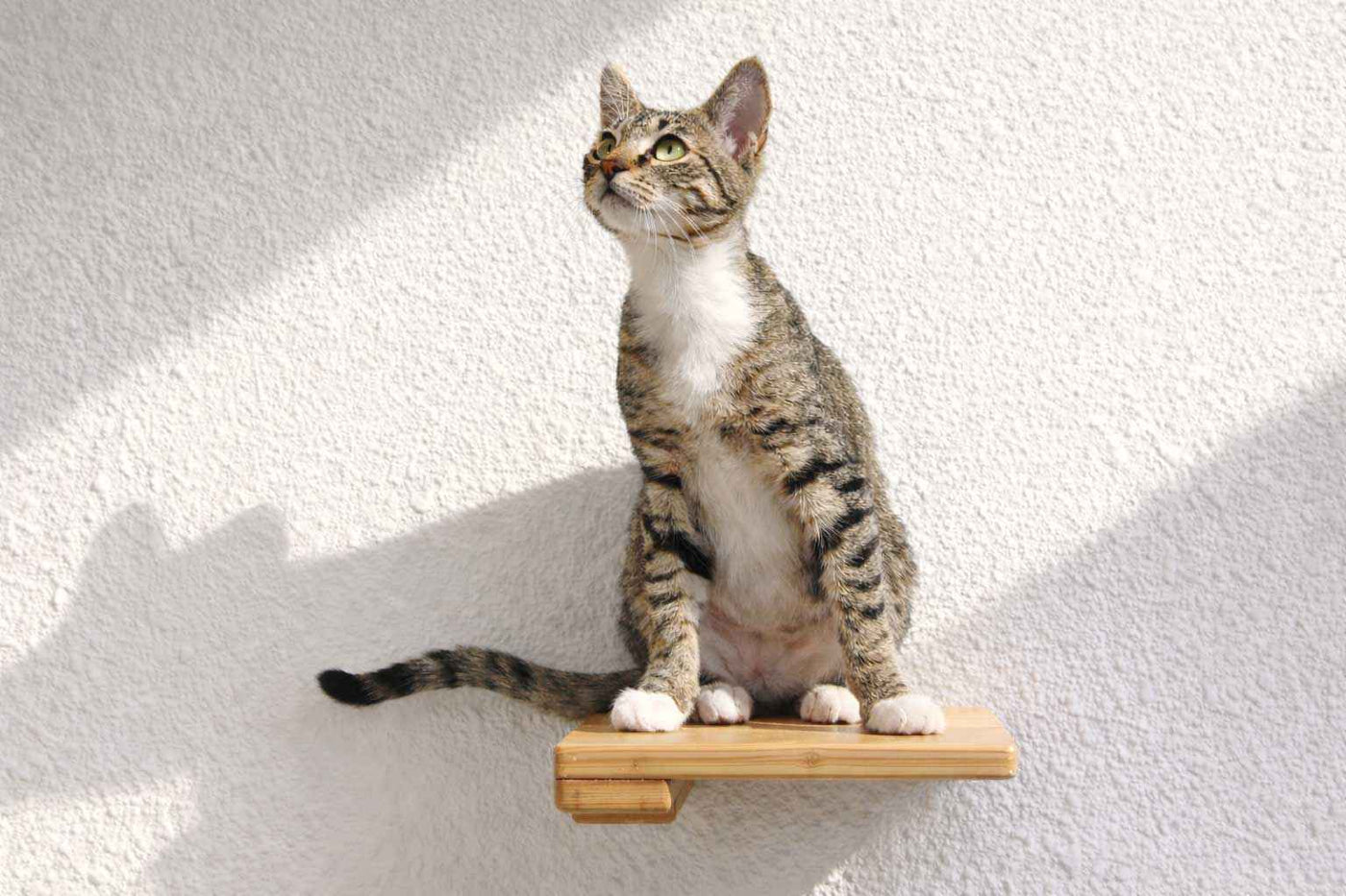 Cat Climbing Shelf