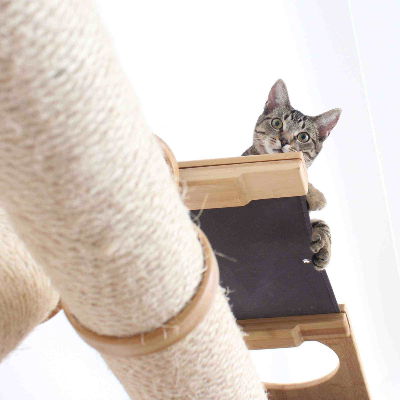 Wall mounted cat scratcher condo with angled and horizontal sisal poles and a plush faux fur nest shelf