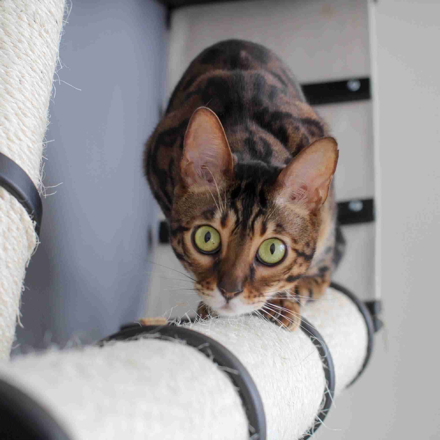 Wall mounted cat scratcher condo with angled and horizontal sisal poles and a plush faux fur nest shelf