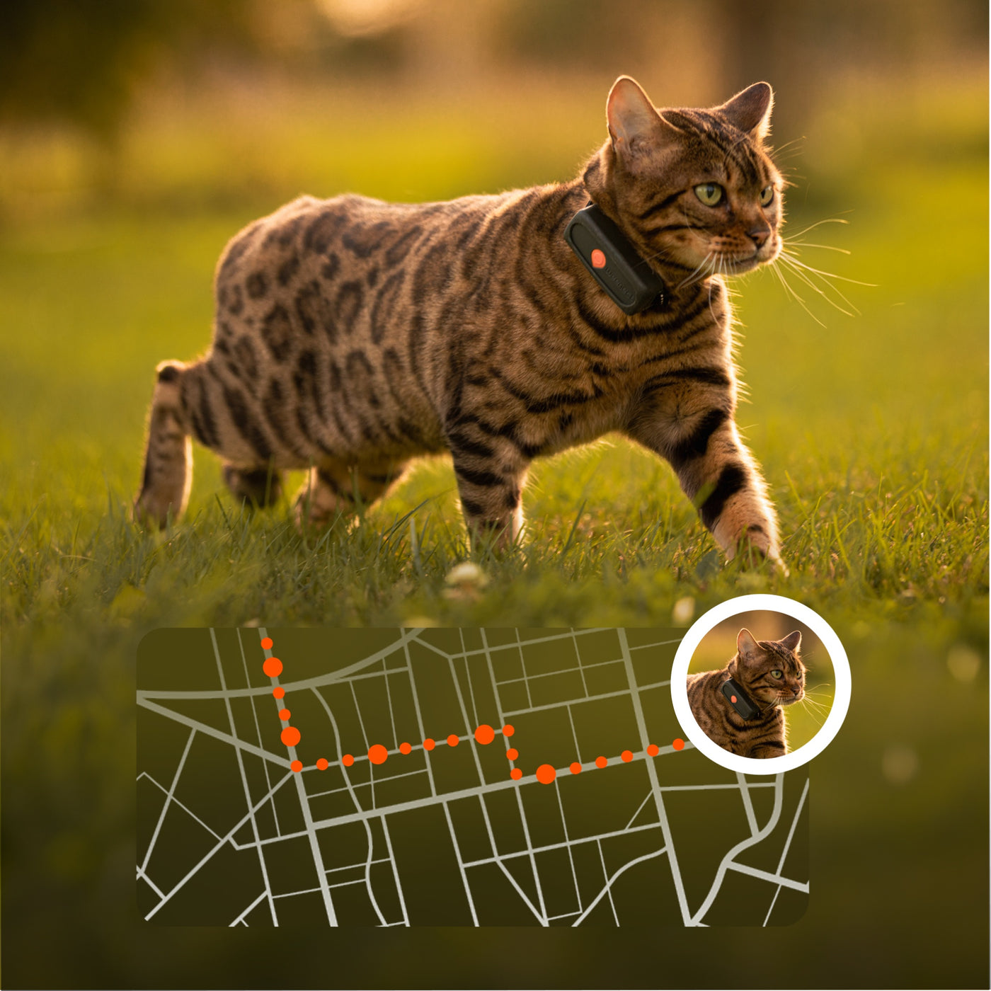 Weenect XS precision, live GPS location updated every second