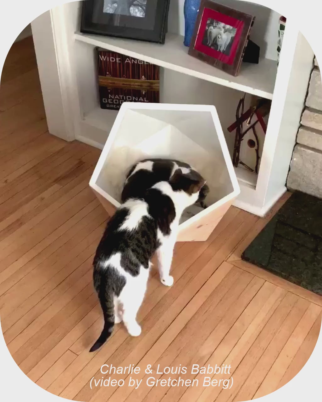 Catissa Geobed cat bed shown in use