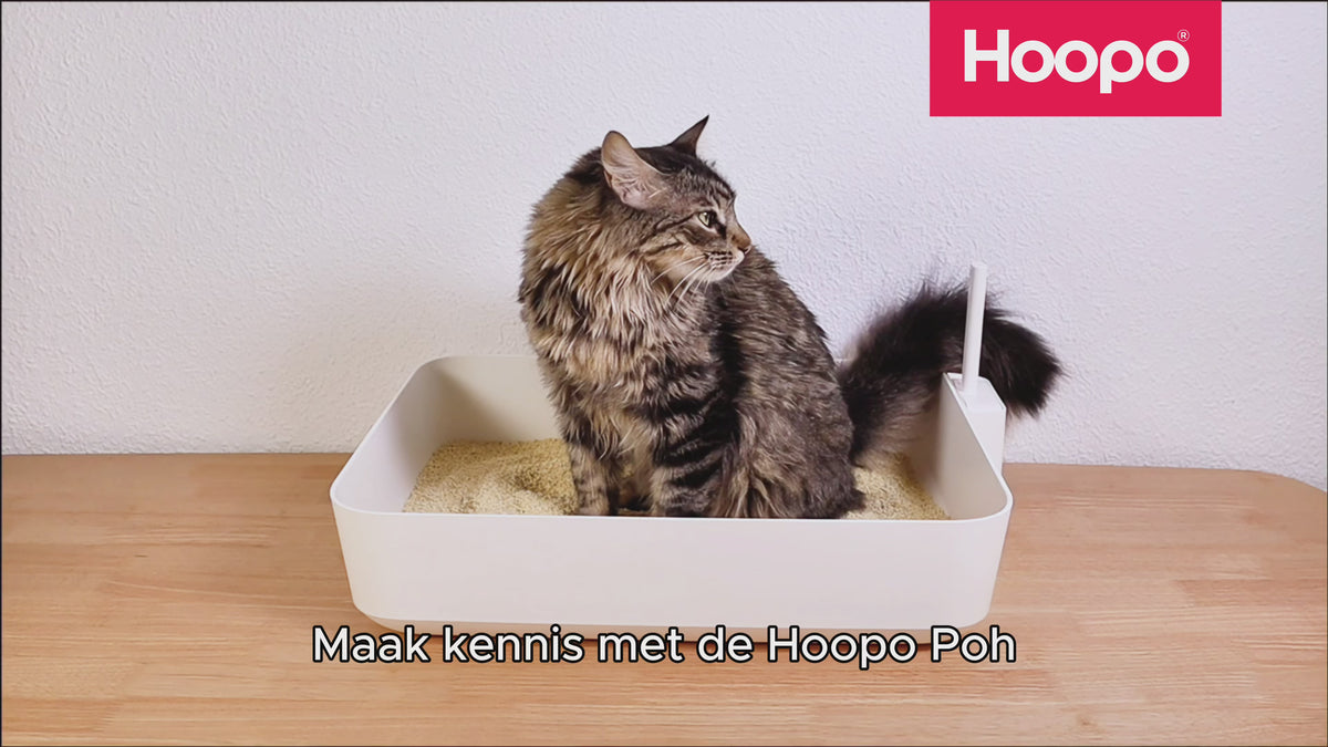 Hoopo Poh open cat litter box demo