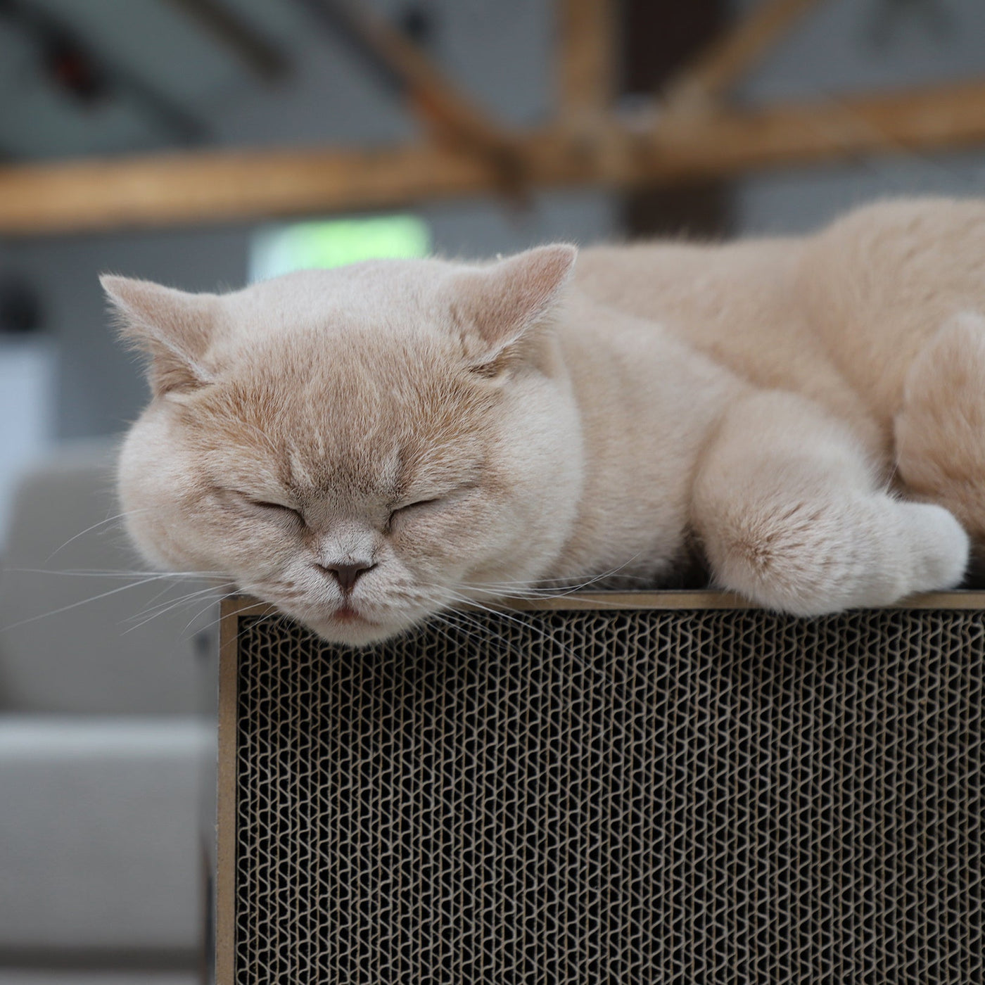 Table Scratching Lounge