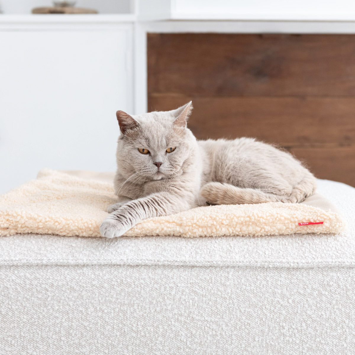 Tri Cat Blanket