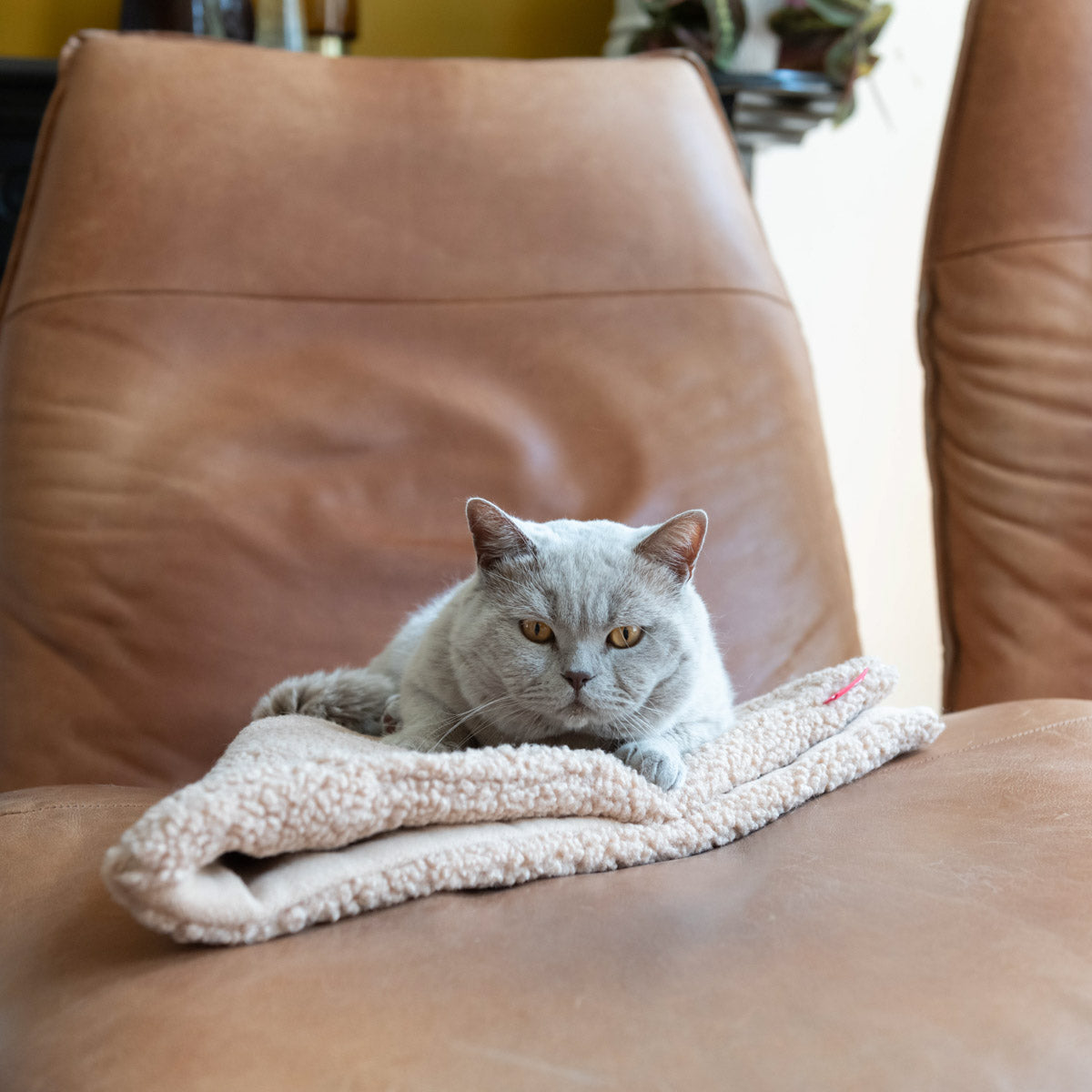 Tri Cat Blanket