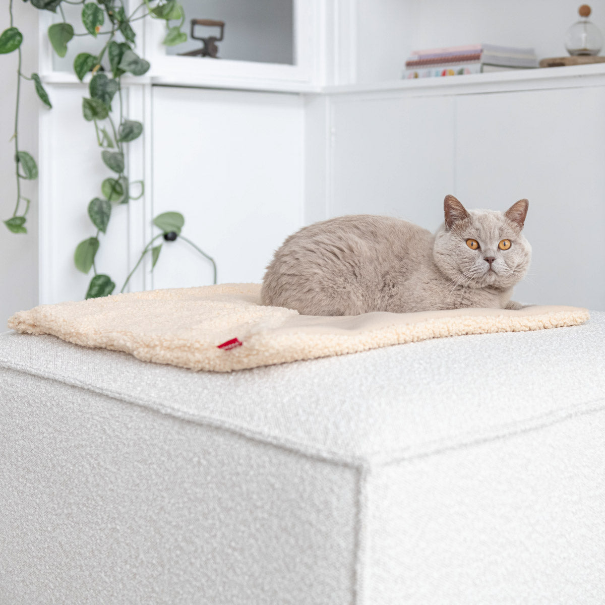 Tri Cat Blanket