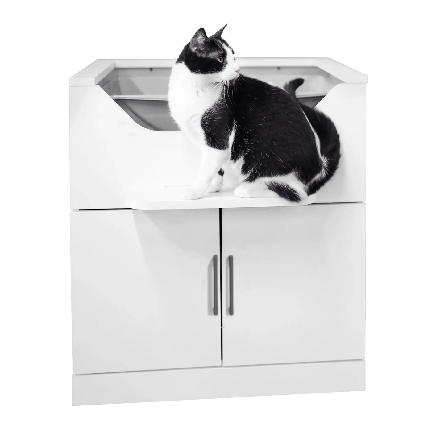 Cat sitting on the built-in perch of a LoftyLoo raised cat litter box
