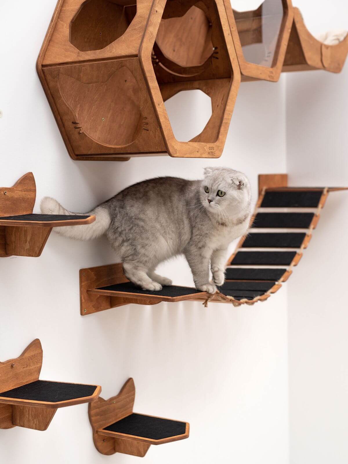 Cat Rope Bridge