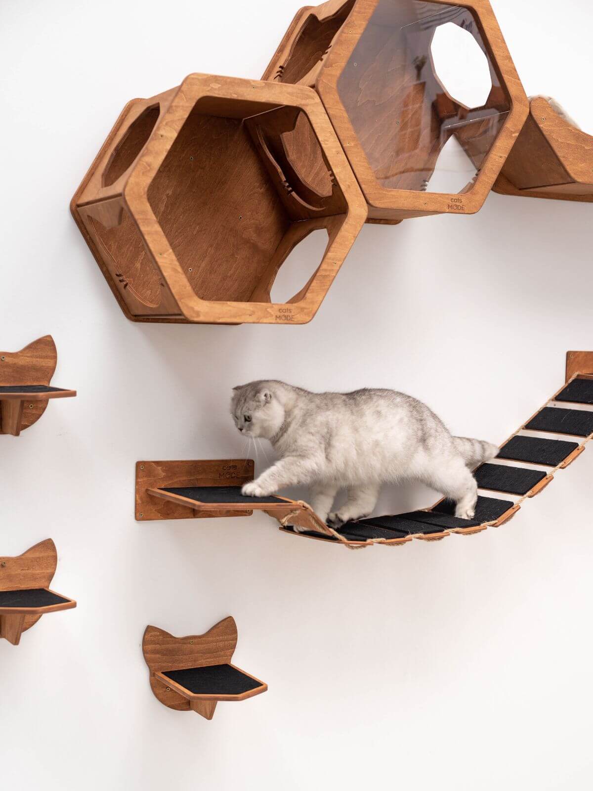 Cat Rope Bridge