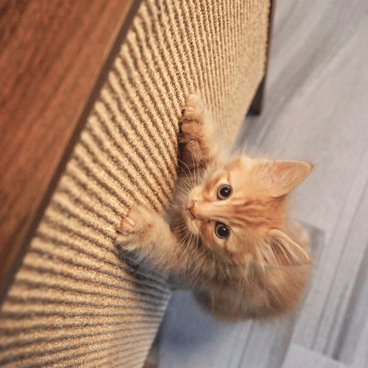 Wesley Cat Wall Scratcher by 4Cats & Dogs, view 7